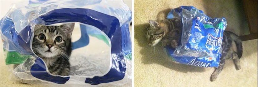 20 adult pets who love their toys just like they did when they were kids 20 adult pets who love their toys just like they did when they were kids