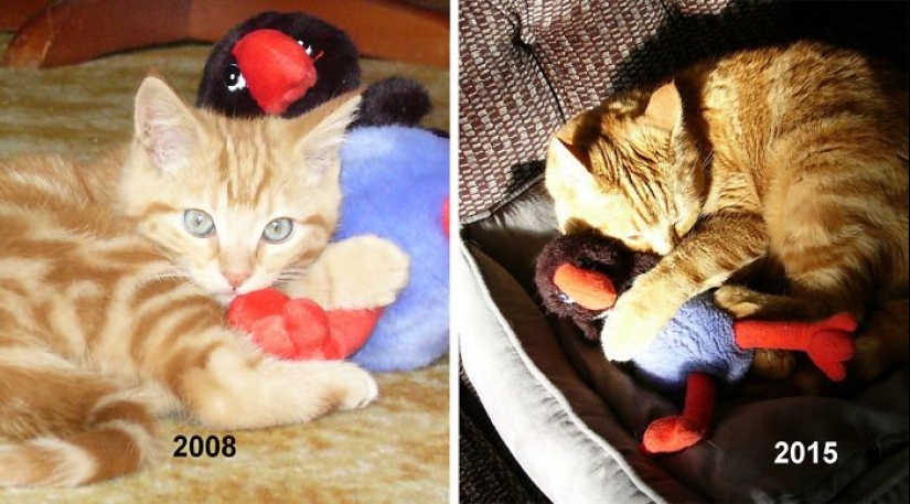 20 adult pets who love their toys just like they did when they were kids 20 adult pets who love their toys just like they did when they were kids
