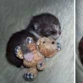 20 adult pets who love their toys just like they did when they were kids