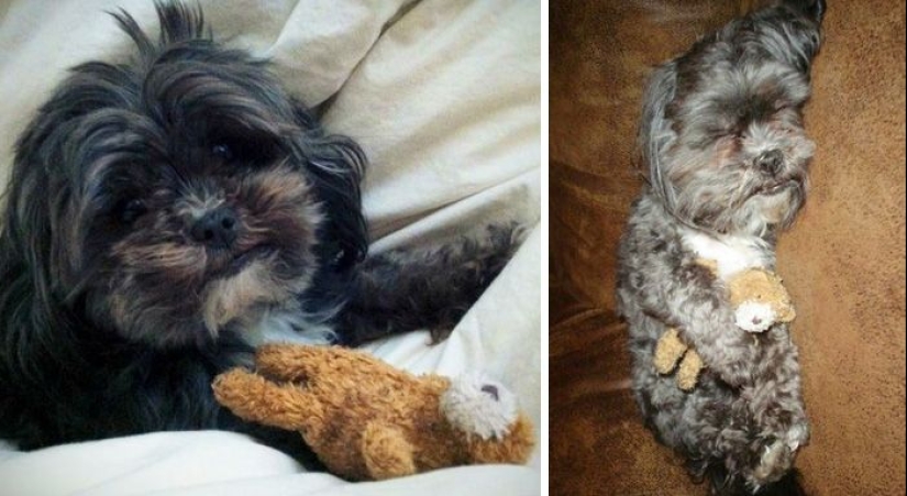 20 adult pets who love their toys just like they did when they were kids 20 adult pets who love their toys just like they did when they were kids