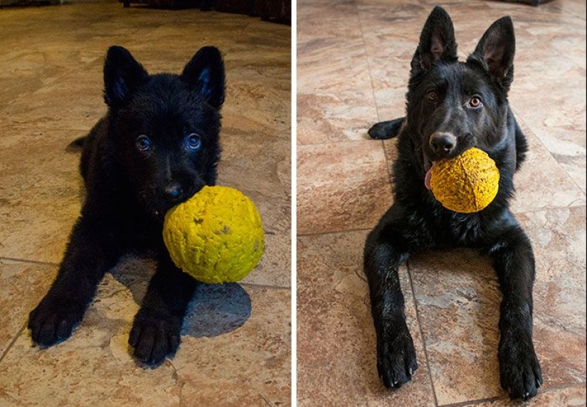 20 adult pets who love their toys just like they did when they were kids 20 adult pets who love their toys just like they did when they were kids