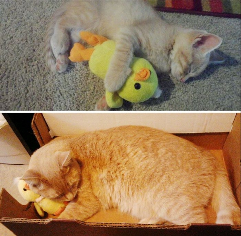 20 adult pets who love their toys just like they did when they were kids 20 adult pets who love their toys just like they did when they were kids