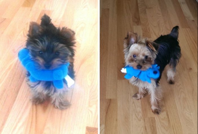 20 adult pets who love their toys just like they did when they were kids 20 adult pets who love their toys just like they did when they were kids