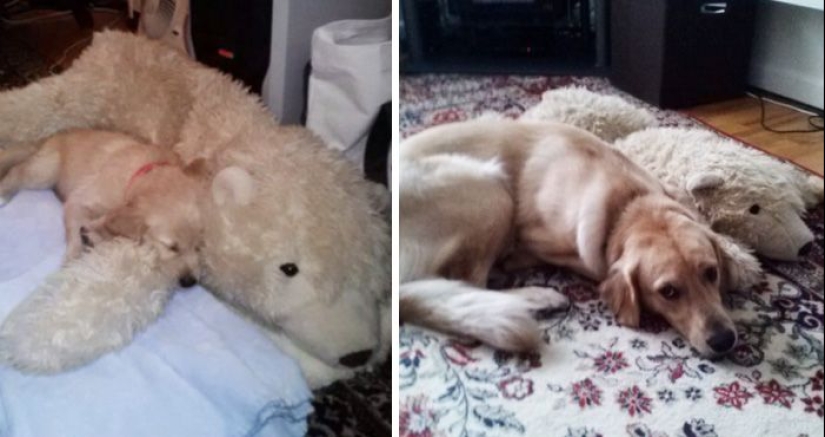 20 adult pets who love their toys just like they did when they were kids 20 adult pets who love their toys just like they did when they were kids