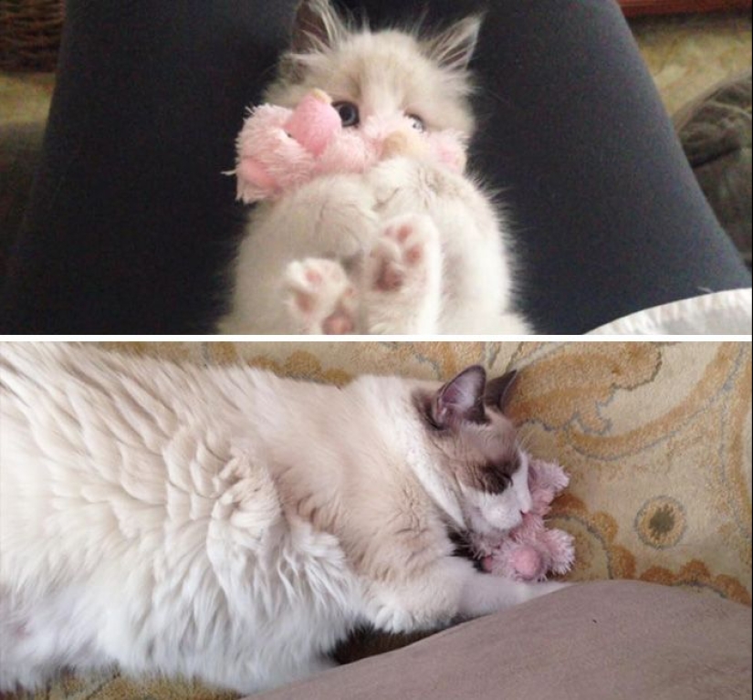 20 adult pets who love their toys just like they did when they were kids 20 adult pets who love their toys just like they did when they were kids