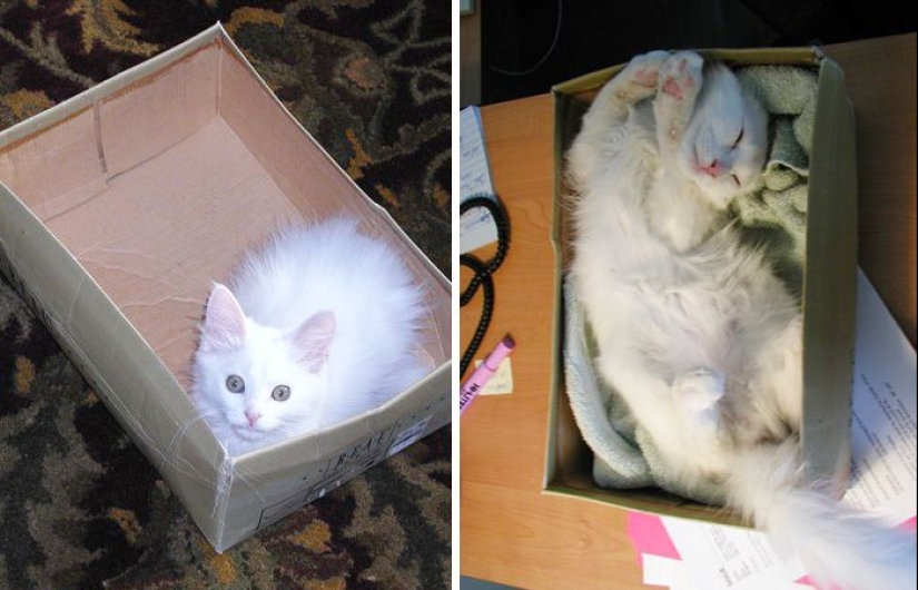 20 adult pets who love their toys just like they did when they were kids 20 adult pets who love their toys just like they did when they were kids