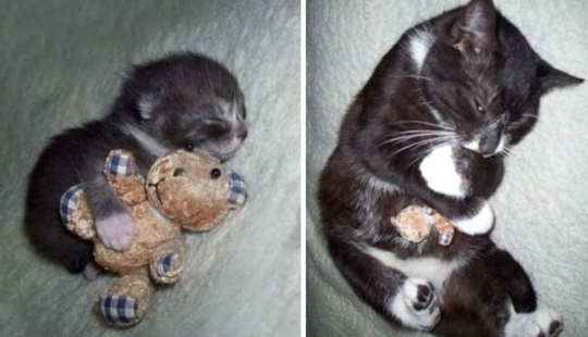 20 adult pets who love their toys just like they did when they were kids