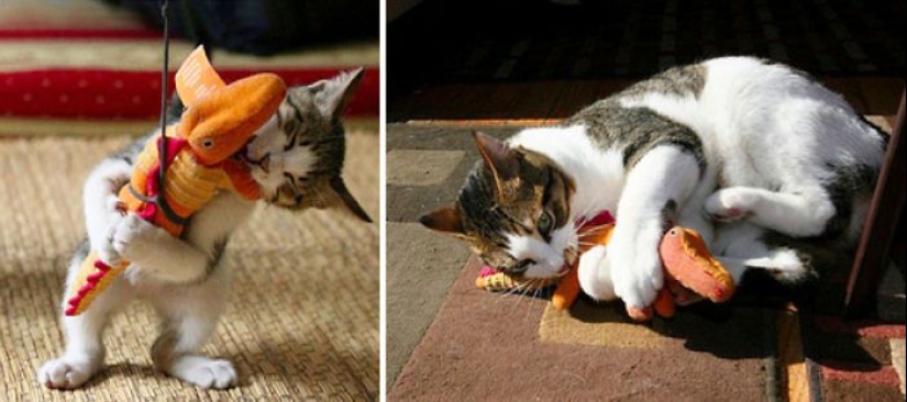 20 adult pets who love their toys just like they did when they were kids 20 adult pets who love their toys just like they did when they were kids