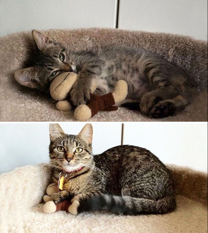 20 adult pets who love their toys just like they did when they were kids 20 adult pets who love their toys just like they did when they were kids