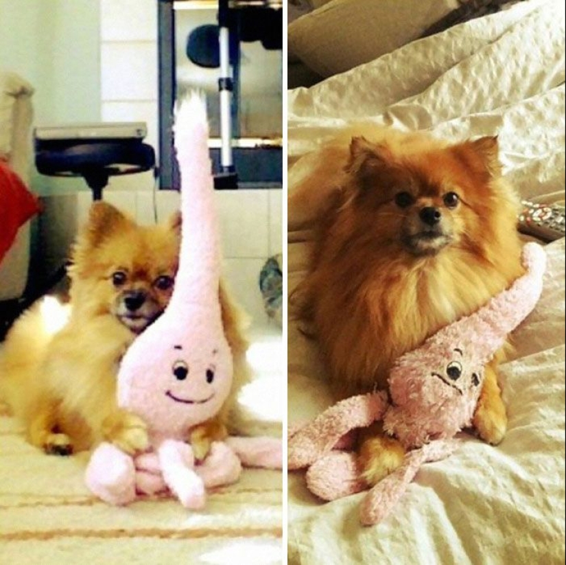 20 adult pets who love their toys just like they did when they were kids 20 adult pets who love their toys just like they did when they were kids