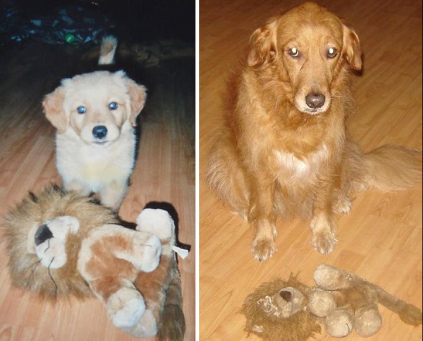 20 adult pets who love their toys just like they did when they were kids 20 adult pets who love their toys just like they did when they were kids