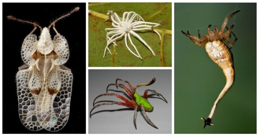 20 amazing insects and spiders, whose existence is hard to believe