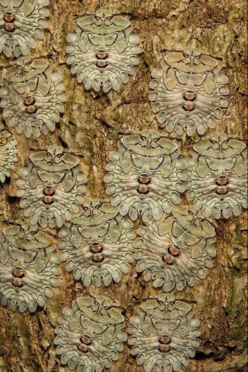 20 amazing insects and spiders, whose existence is hard to believe