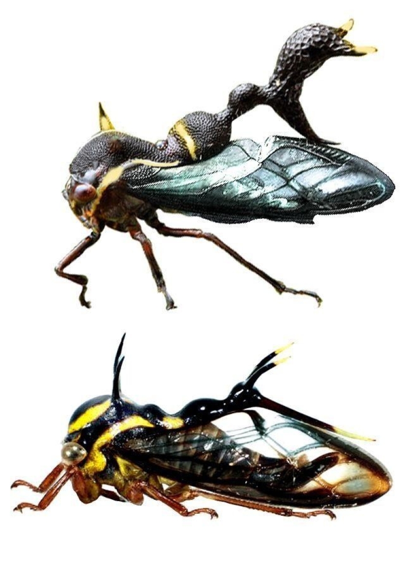 20 amazing insects and spiders, whose existence is hard to believe