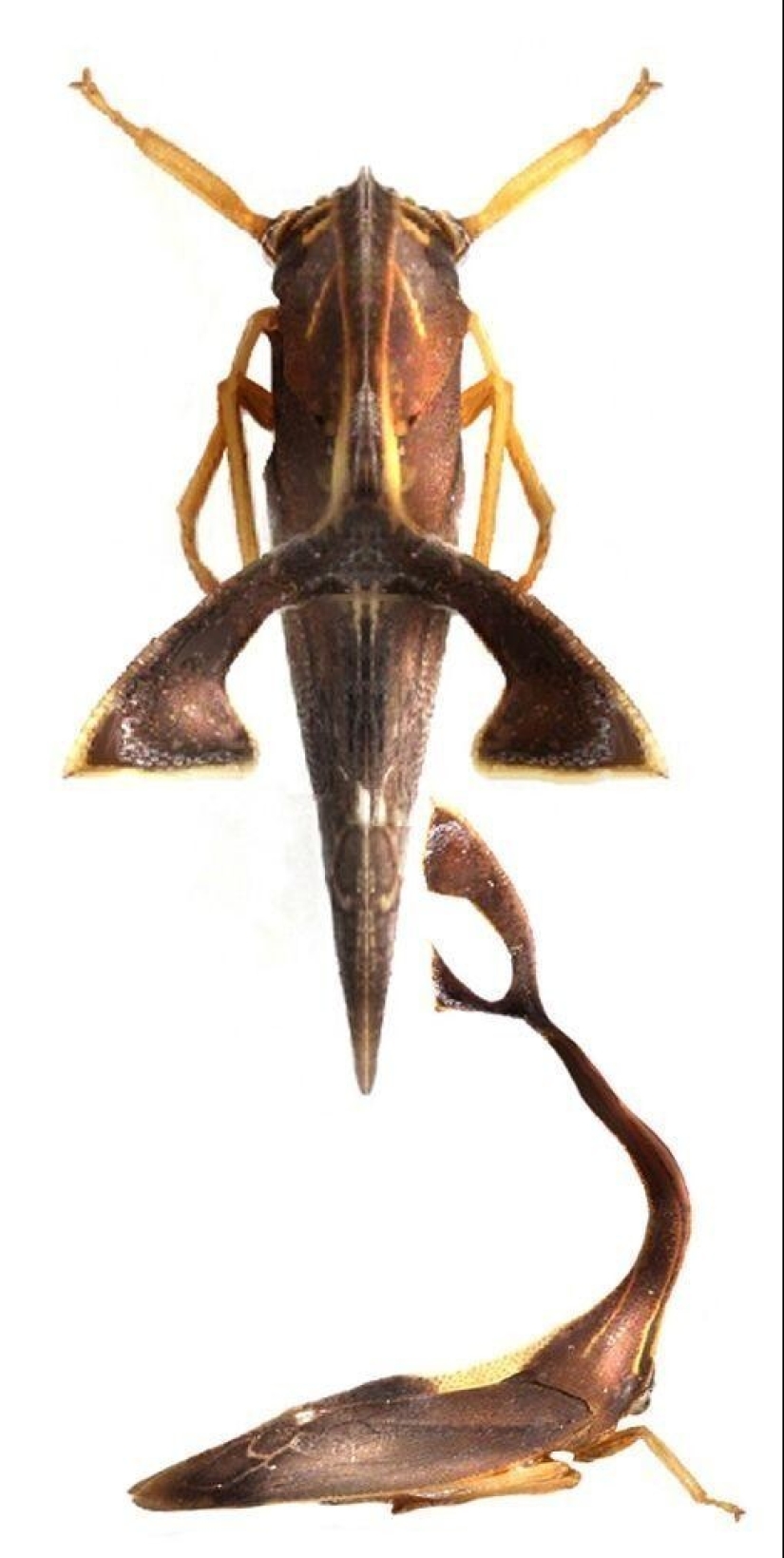 20 amazing insects and spiders, whose existence is hard to believe