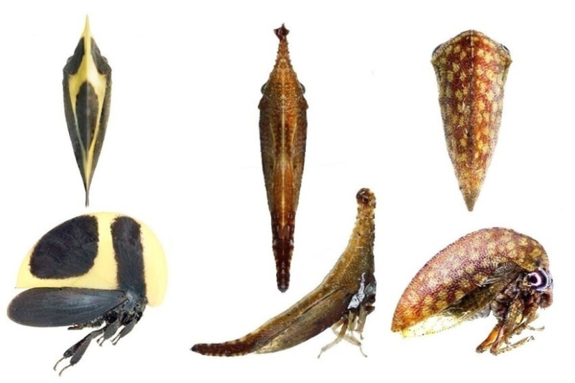 20 amazing insects and spiders, whose existence is hard to believe