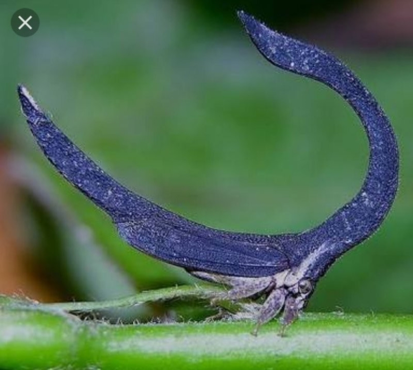 20 amazing insects and spiders, whose existence is hard to believe