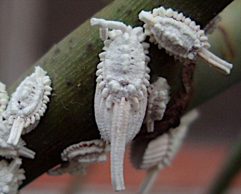 20 amazing insects and spiders, whose existence is hard to believe