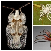 20 amazing insects and spiders, whose existence is hard to believe 20 amazing insects and spiders, whose existence is hard to believe