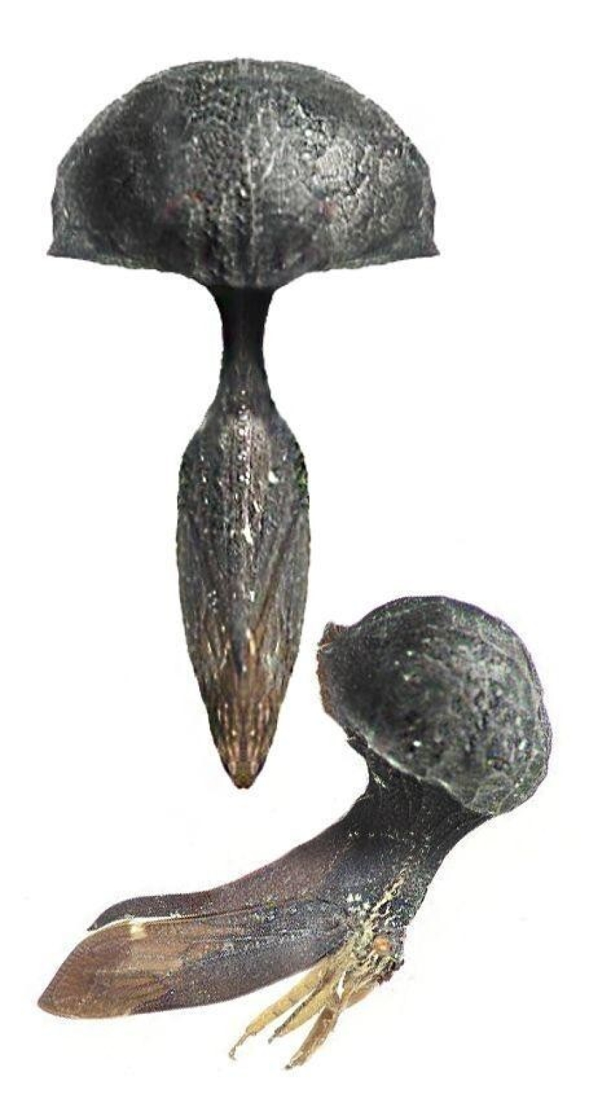 20 amazing insects and spiders, whose existence is hard to believe