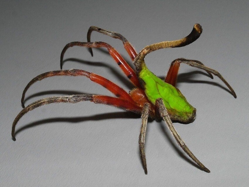 20 amazing insects and spiders, whose existence is hard to believe