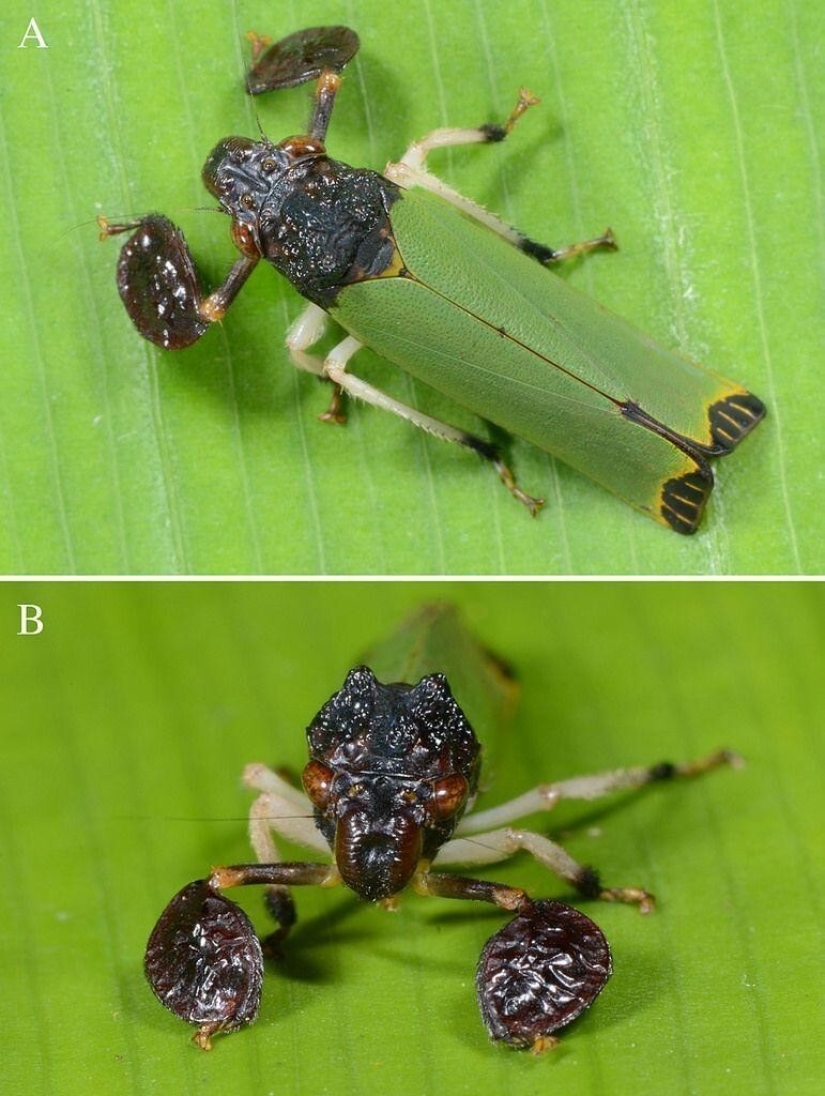 20 amazing insects and spiders, whose existence is hard to believe