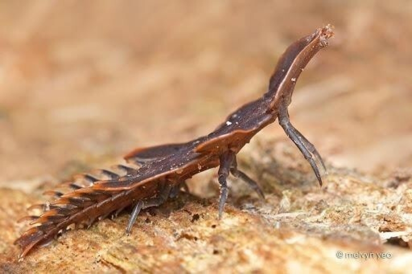 20 amazing insects and spiders, whose existence is hard to believe