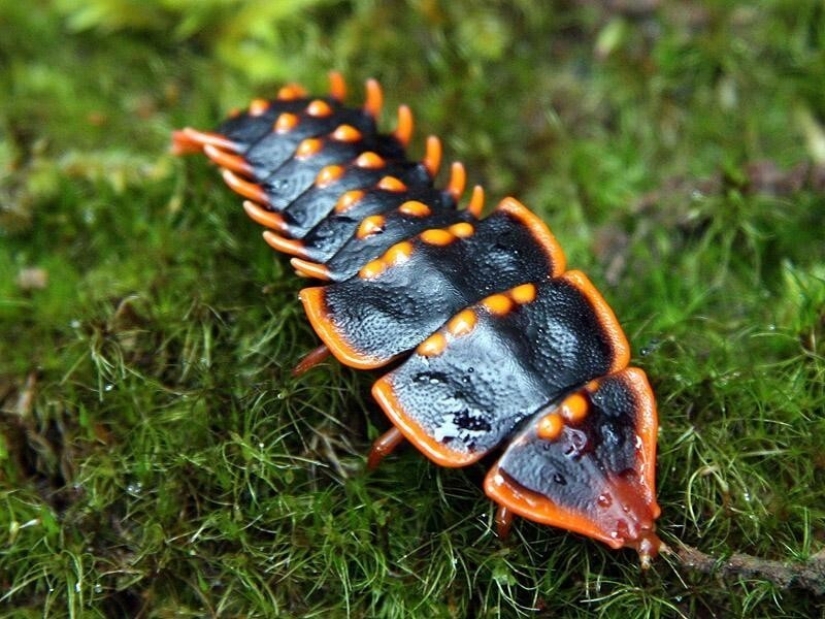 20 amazing insects and spiders, whose existence is hard to believe