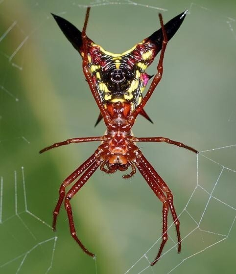 20 amazing insects and spiders, whose existence is hard to believe