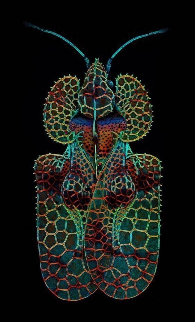 20 amazing insects and spiders, whose existence is hard to believe