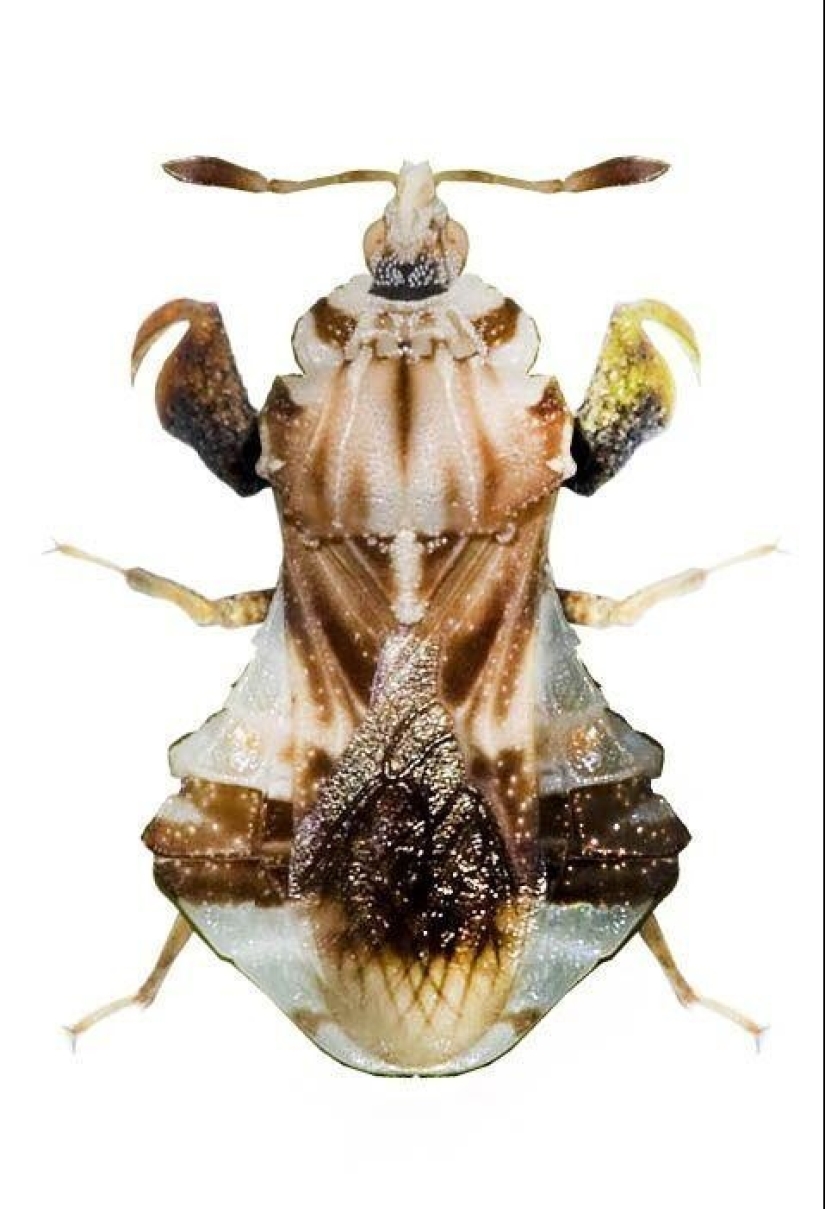 20 amazing insects and spiders, whose existence is hard to believe