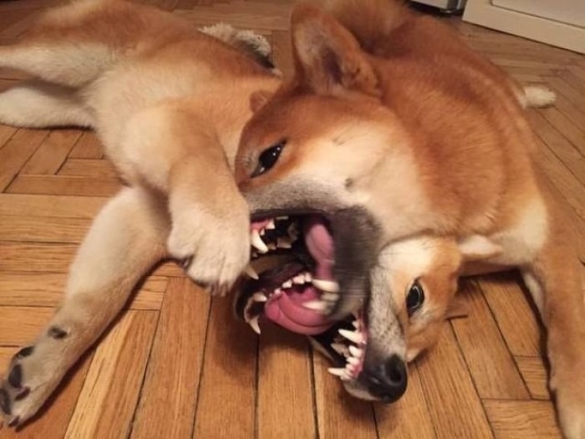 20 ambiguous photos, which are not immediately clear what is happening there 20 ambiguous photos, which are not immediately clear what is happening there