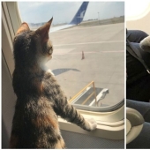 20+ animal travelers that enchanted all passengers 20+ animal travelers that enchanted all passengers