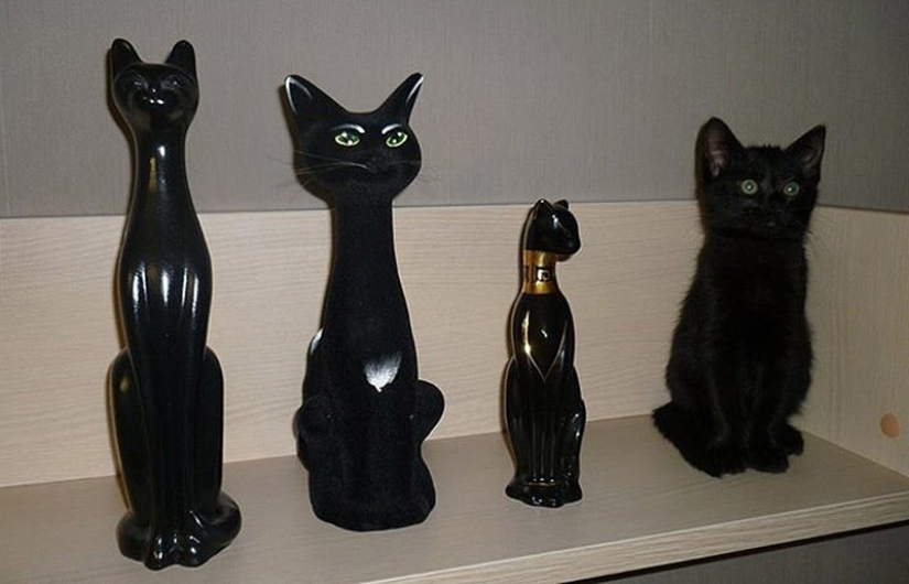 20 animals that disguise themselves as gods