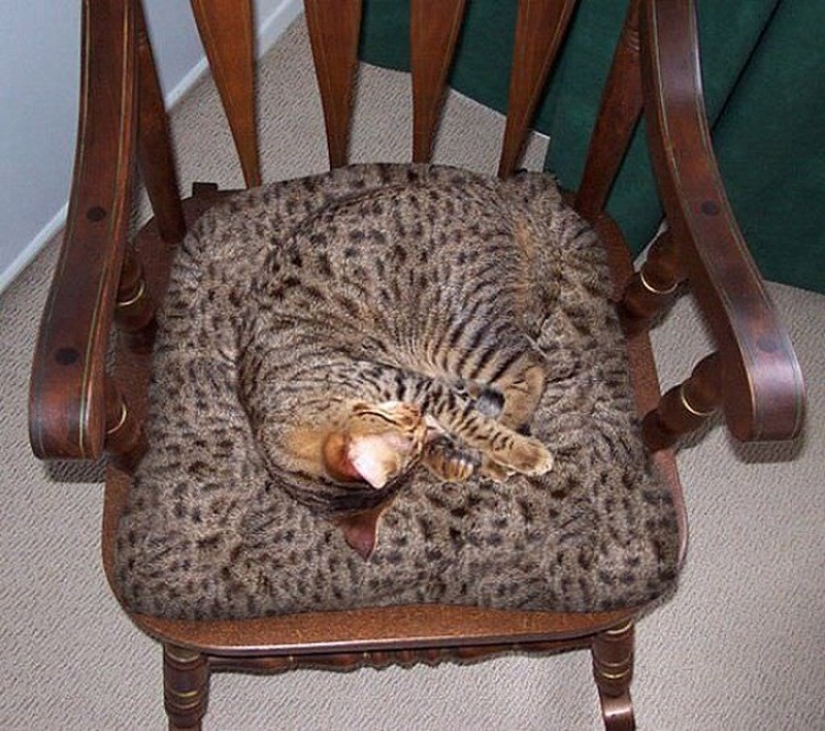 20 animals that disguise themselves as gods