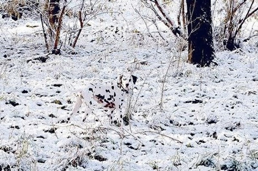 20 animals that disguise themselves as gods