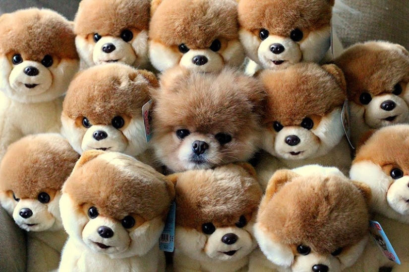 20 animals that disguise themselves as gods