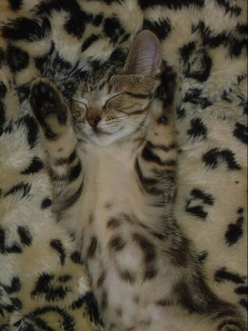 20 animals that disguise themselves as gods