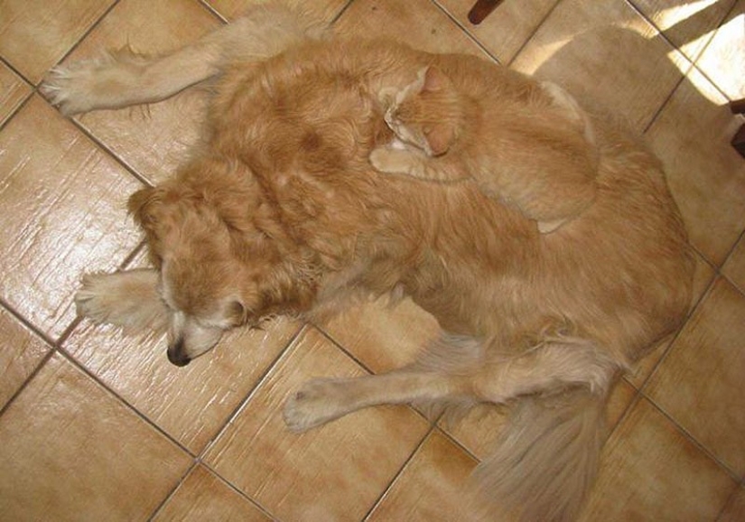 20 animals that disguise themselves as gods