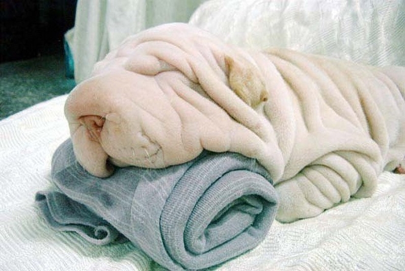 20 animals that disguise themselves as gods