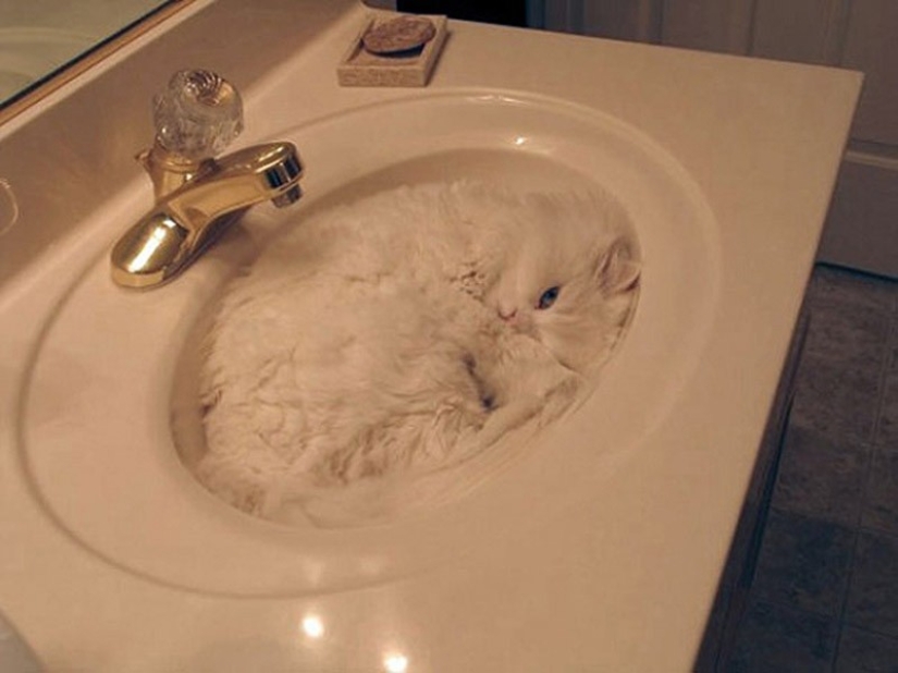 20 animals that disguise themselves as gods