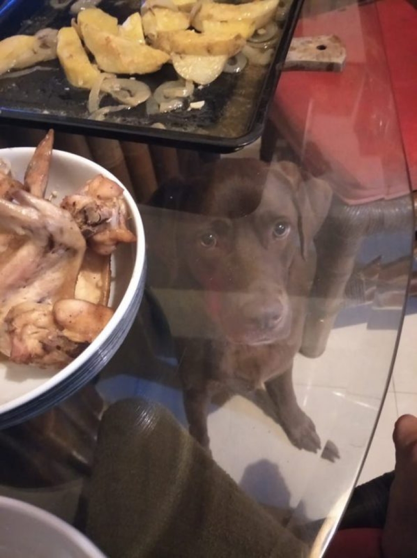 20 animals that simply cannot be denied food