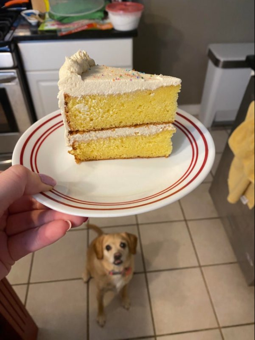 20 animals that simply cannot be denied food