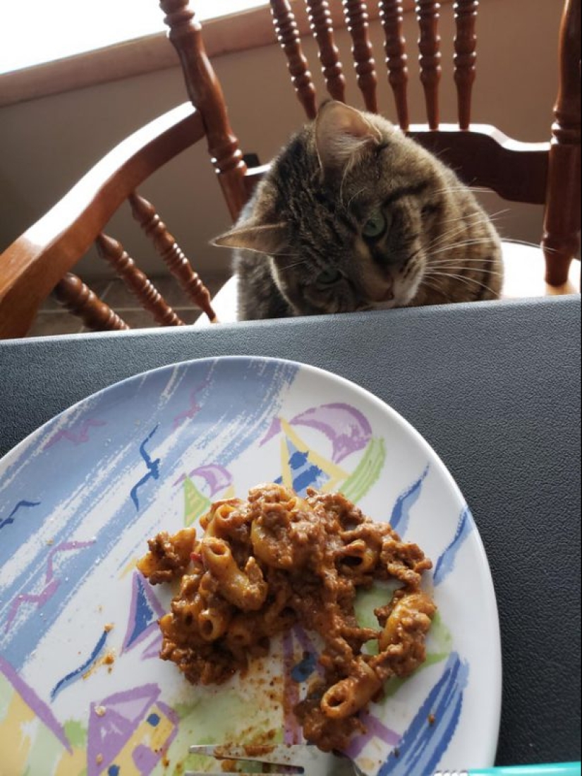 20 animals that simply cannot be denied food
