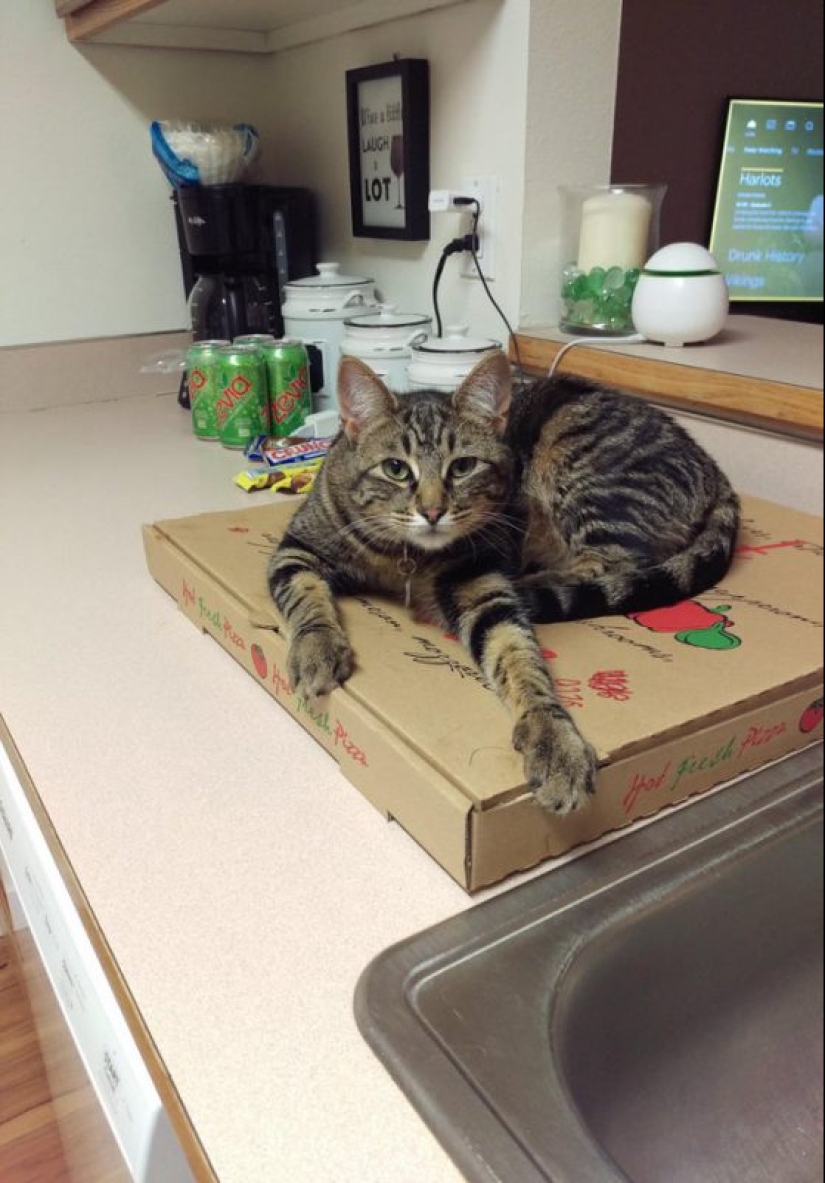 20 animals that simply cannot be denied food