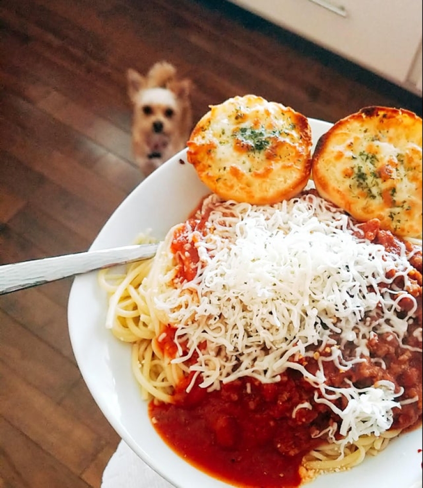 20 animals that simply cannot be denied food