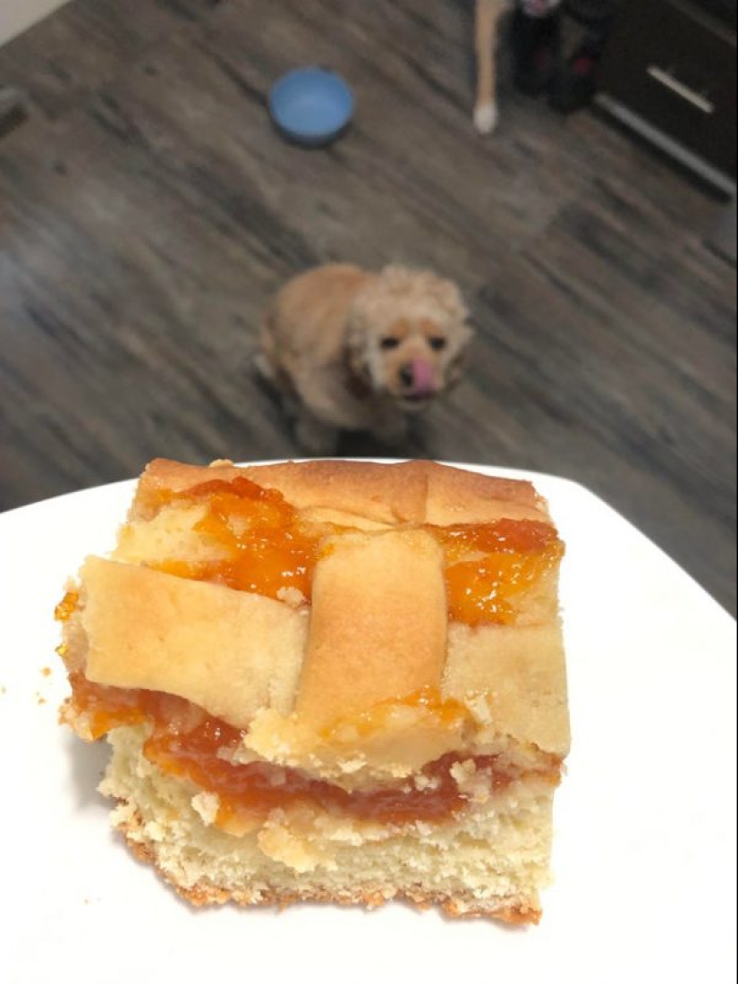 20 animals that simply cannot be denied food