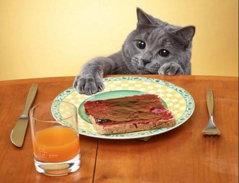 20 animals that simply cannot be denied food