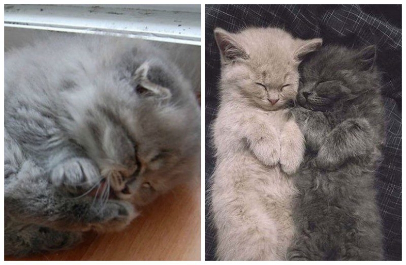 20 bien, muy esponjoso gatos, en los que es imposible no caer en el amor