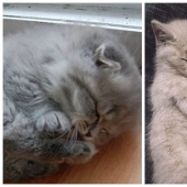 20 bien, muy esponjoso gatos, en los que es imposible no caer en el amor